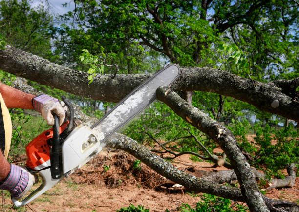How Our Tree Care Process Works  in  Riverdale, CA